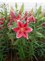 [5314 Metropolitan No02.JPG]